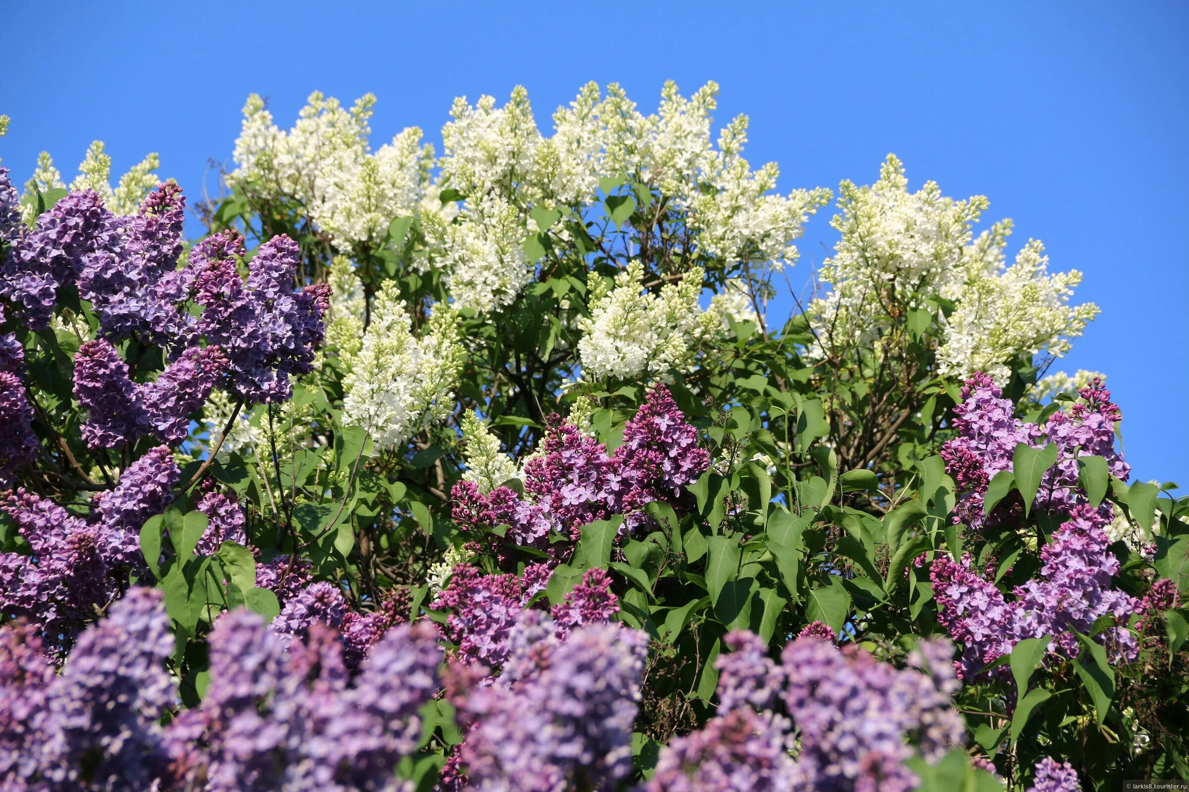 Сирень Syringa vulgaris. Цветет сирень и черемуха. Сирень обыкновенная Агидель. Около дома цветут душистая сирень да дикая