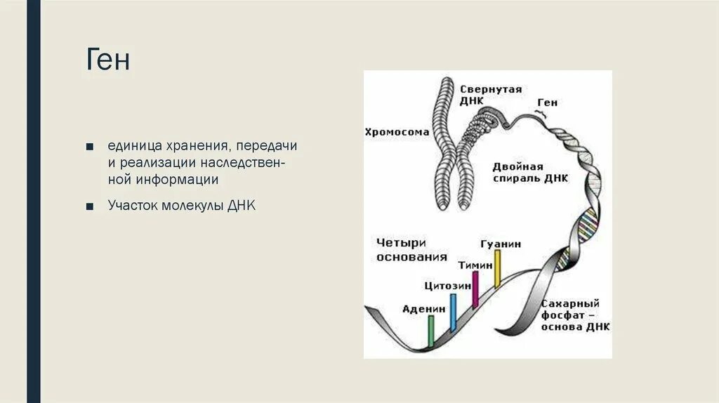 Геном называют. Понятие ген. Участки ДНК разделяющие гены. Участок ДНК В хромосоме. Ген термин в биологии.