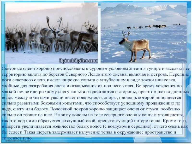 Северный олень тундры 4 класс окружающий мир. Доклад по окружающему миру тундра. Северный олень презентация. Презентация по окружающему миру 4 класс тундра. Комплексная работа северный олень