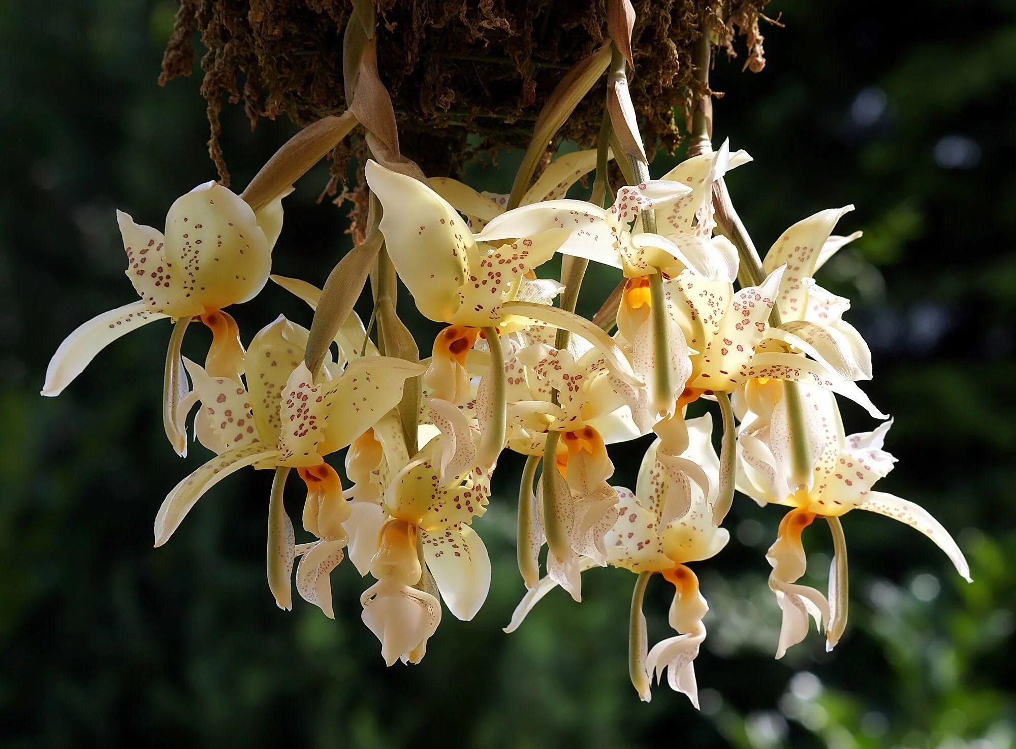 Азиатские орхидеи фото How to Care for Orchids to Keep Them Alive and Thriving Indoor flowering plants,