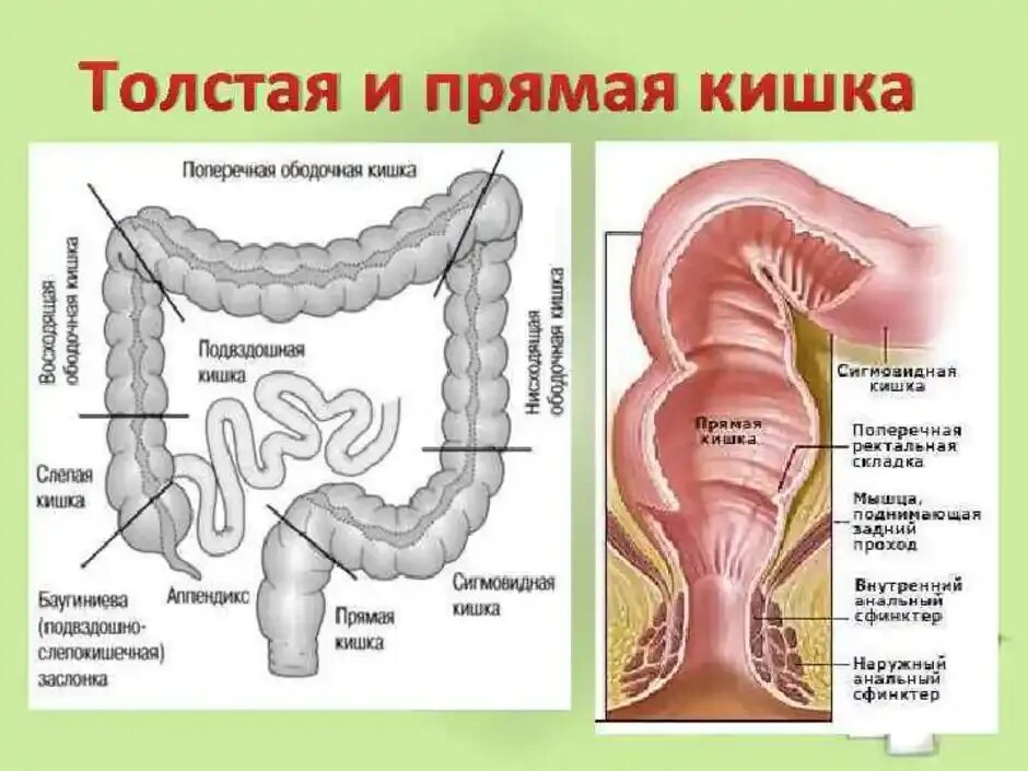 Сигмовидная кишка схема. Анатомия ректосигмоидного отдела толстой кишки. Ободочная толстая кишка анатомия. Толстая кишка анатомия отделы. Сколько сфинктеров