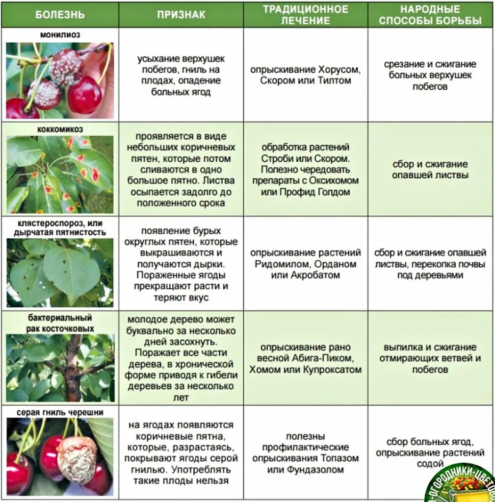 Таблица обработки от вредителей и болезней сада болезней. Схема обработки сада от вредителей. Весенняя обработка ягодных кустарников от болезней и вредителей. Обработка черешни весной от вредителей.