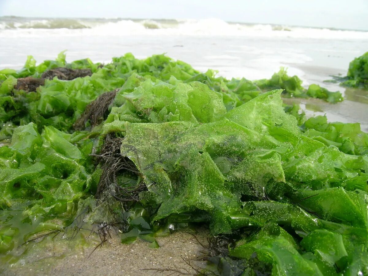 Водоросли в море: почему берега в Анапе стали зелеными уже в июне - KP.RU