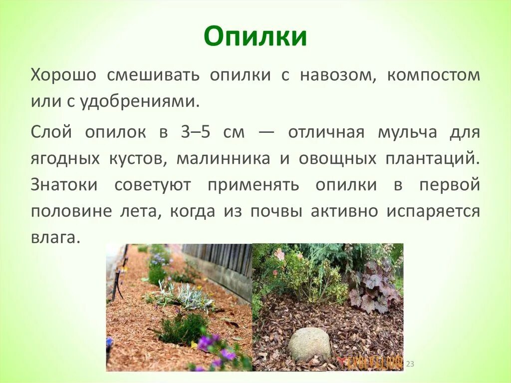 Мульча для огорода. Полезными опилки для почвы. Опилки для огорода. Цветы на опилках. Мульча опилки.