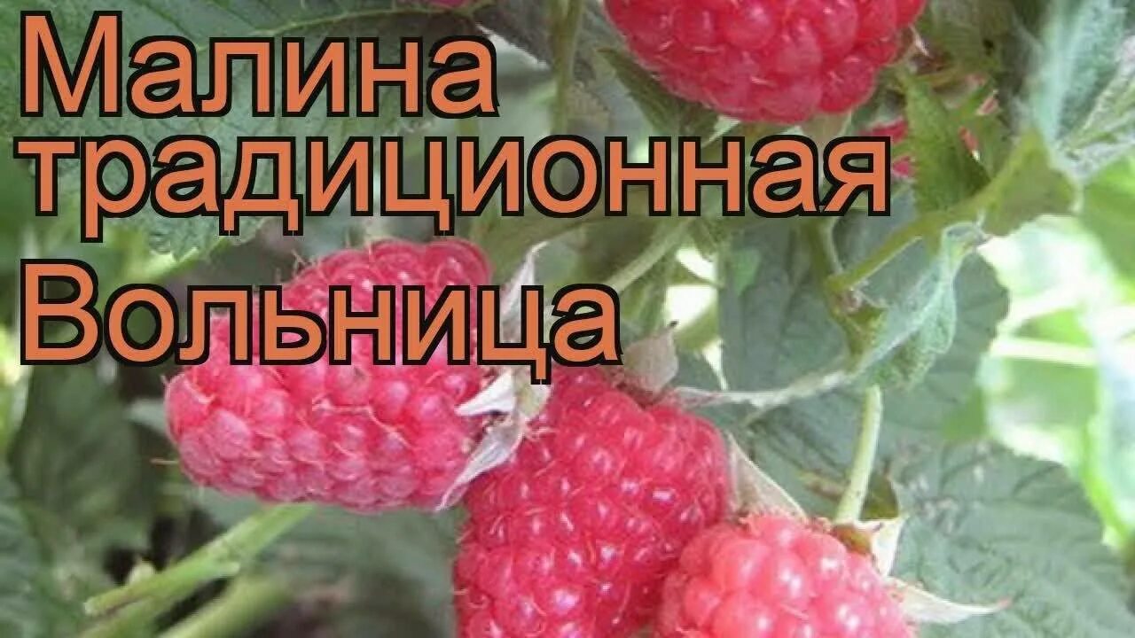 Малина сорт бальзам отзывы. Малина сорт вольница. Малина вольница описание сорта. Малина вольница характеристика. Малина сорт Новокитаевская.