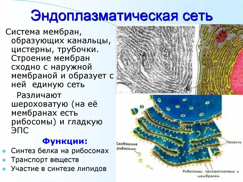 Хлоропласт и эндоплазматическая сеть. Транспорт веществ эндоплазматическая сеть. Эндоплазматическая сеть растительной клетки. Эндоплазматическая сеть вакуоли.