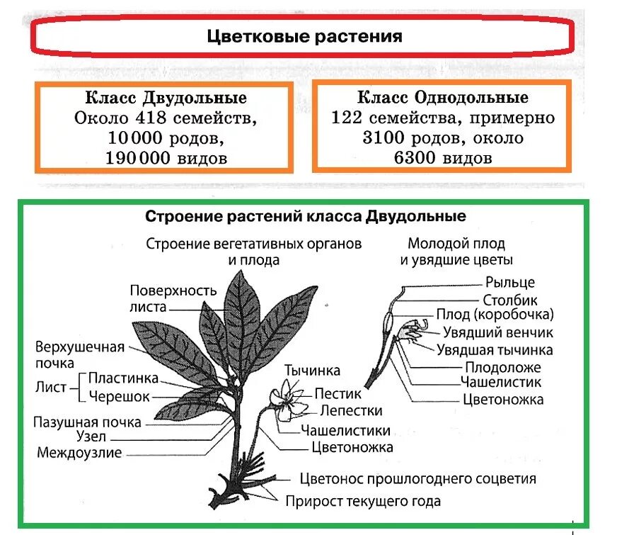 Биология 7 класс контрольная работа покрытосеменные растения. Отдел покрытосеменных (цветковых)растений. Покрытосеменные растения классы однодольных и двудольных растений. Покрытосеменные растения класс двудольные. Строение цветковых покрытосеменных растений.