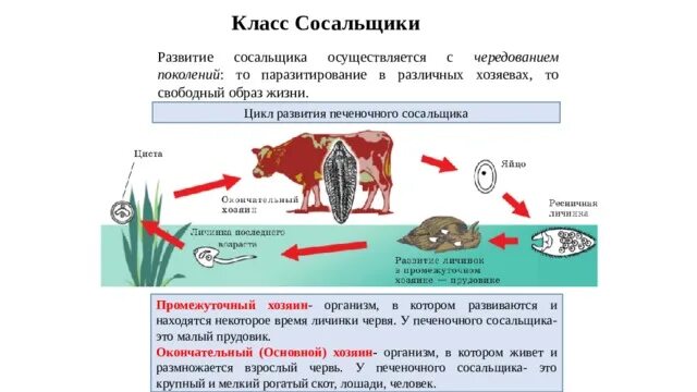 Цикл жизни печеночного сосальщика. Цикл развития печеночного сосальщика биология 7 класс. Промежуточный хозяин печеночного сосальщика. Цикл развития печеночного сосальщика 7 класс. Прудовик промежуточный хозяин сосальщика