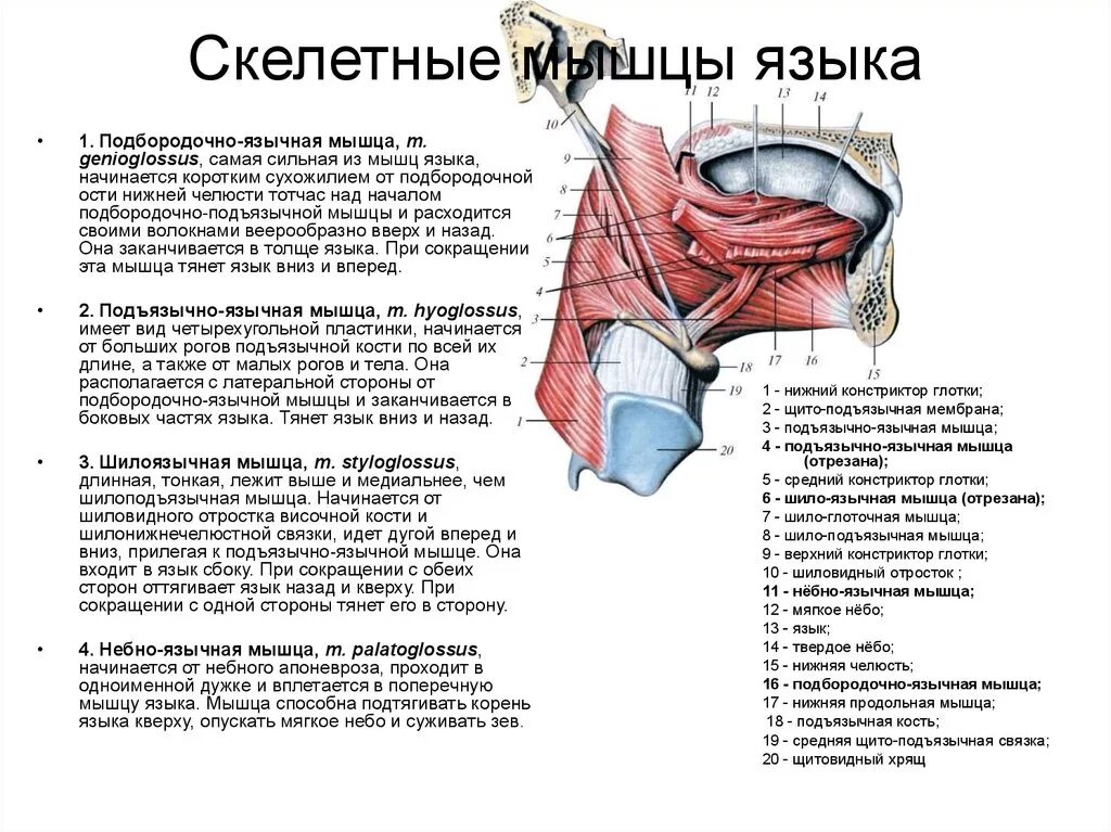 Приводящие латынь. Собственные и скелетные мышцы языка таблица. Собственные мышцы языка таблица. Скелетные мышцы языка анатомия.