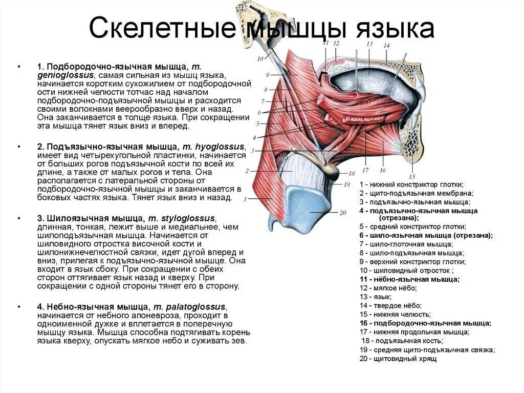 Мышцы языка латынь. Мышцы языка латынь