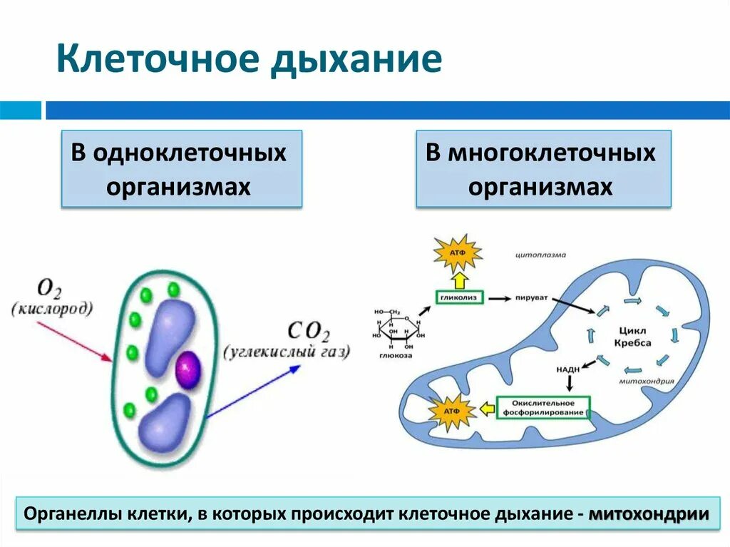 Схема клеточного дыхания в митохондриях. Процесс дыхания клетки. Схема кислородного этапа клеточного дыхания. Схема механизм процесса клеточного дыхания. Митохондрия аэробный