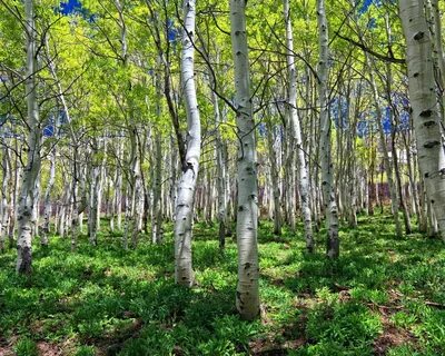 Березовая роща корень