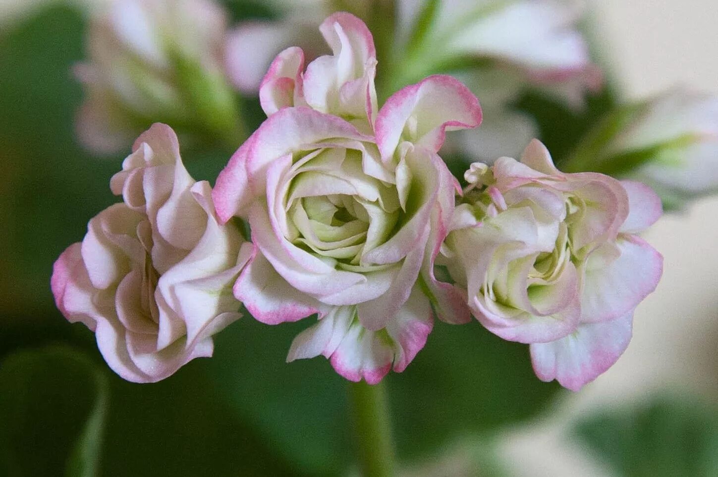 Купить семена розебудной. Пеларгония Ungarisk Appleblossom. Пеларгония Millfield Rosebud. Пеларгония Эппл блоссом. Пеларгония розебудная Rosebud Red.