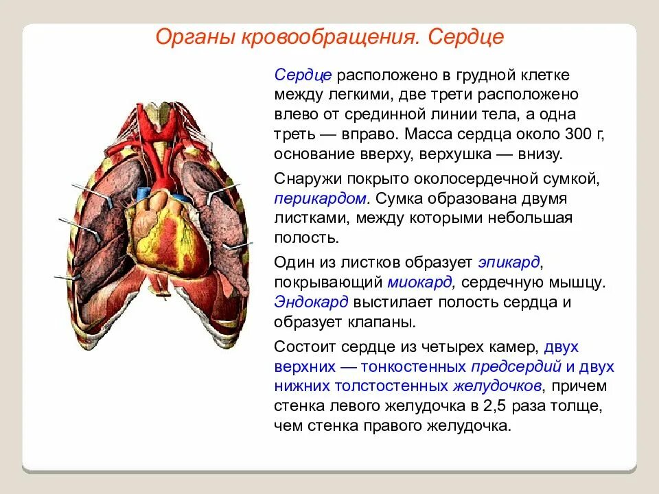 Снизу сердца какой орган. Легкие и сердце расположение.