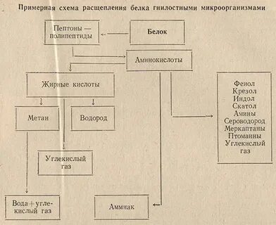 Гниение белков происходит