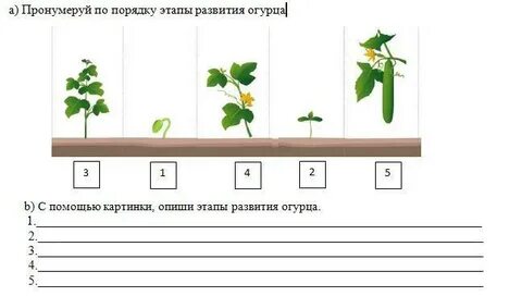 Рост огурца по дням