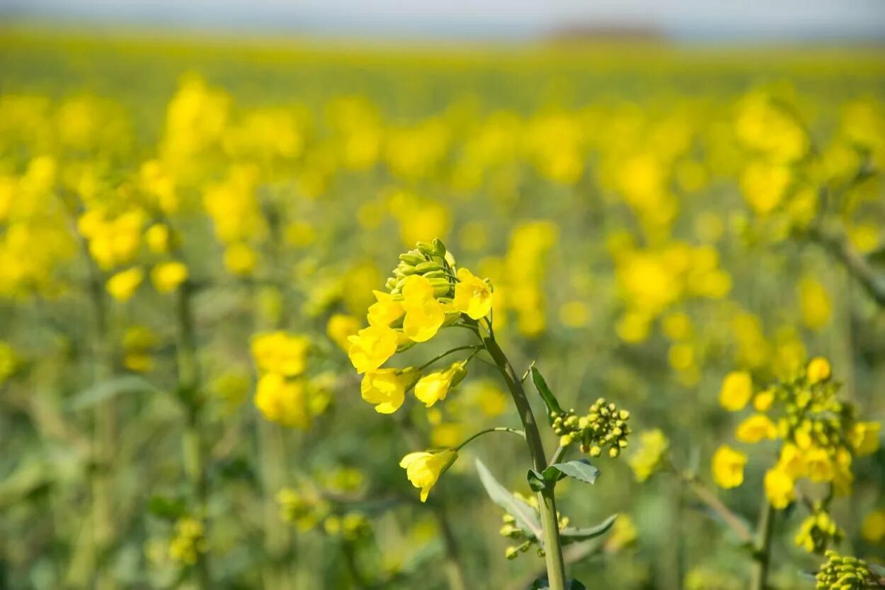 Рапс что это за растение для чего. Горчица полевая сурепка. рапс – brassica napus.. желтая сурепка. сурепка сицилийская.