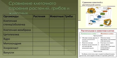 строение животной клетки таблица 7 класс