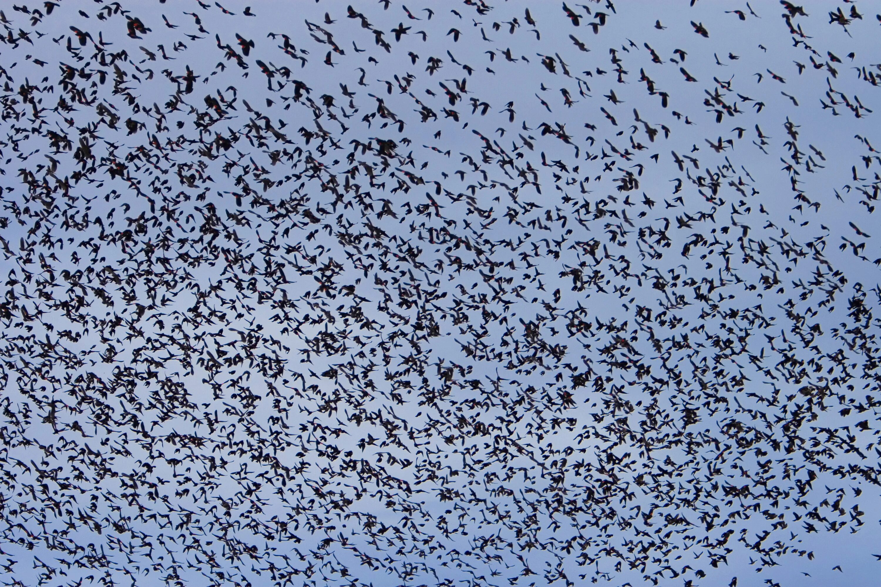 Flock of birds