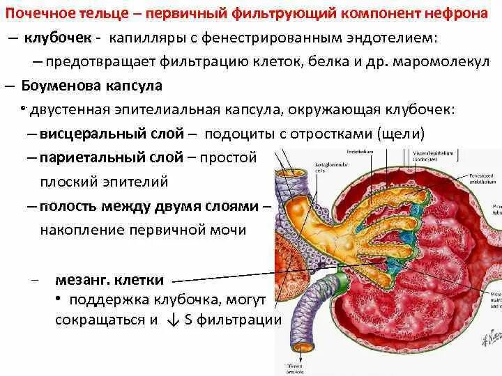 Почечное тельце почки. Строение и функции почечного тельца. Элементы почечного тельца. Почечное тельце эпителий. Строение почечного тельца.