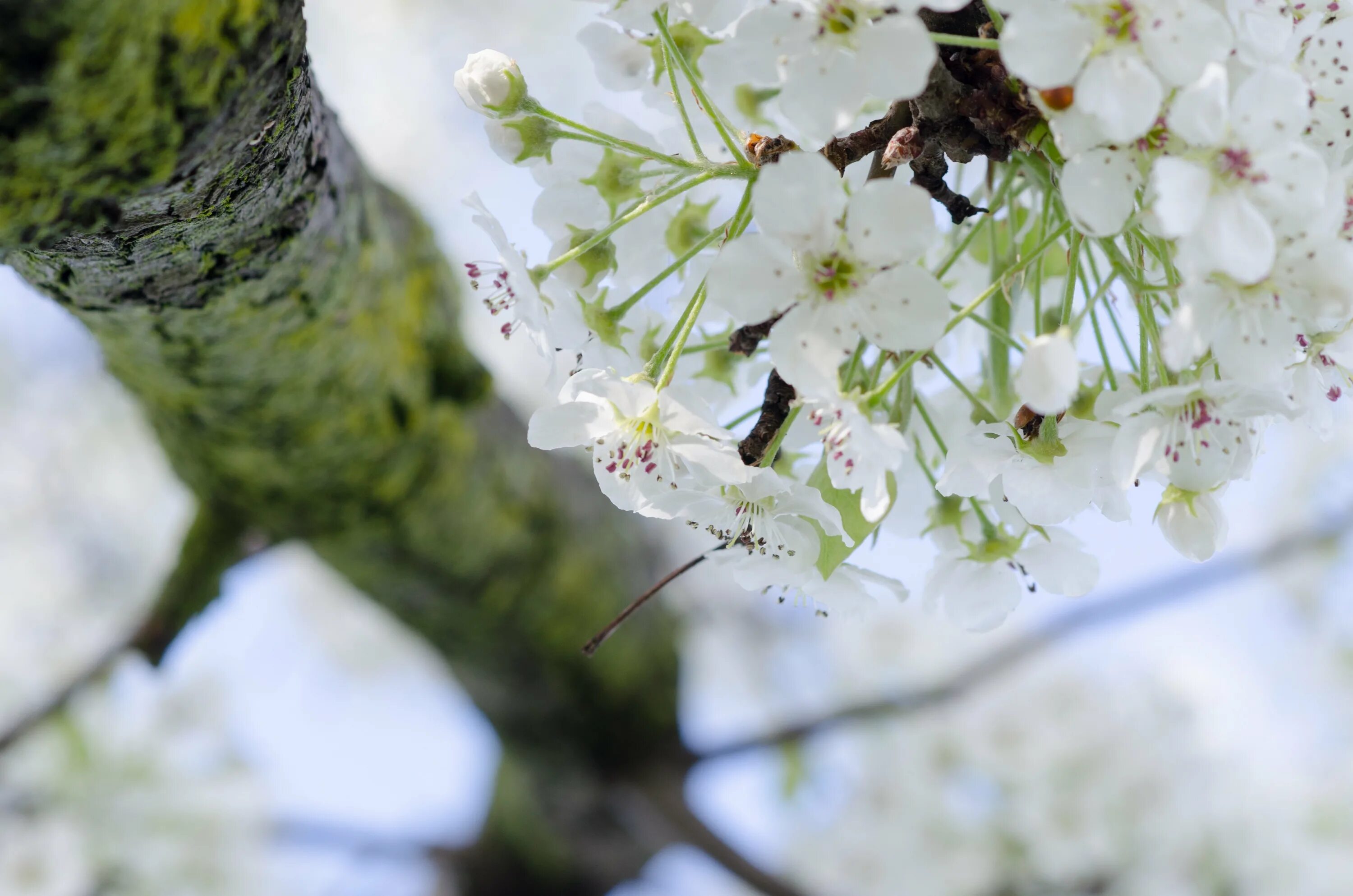 White spring. Bahor mavsumi. Белая Сакура дерево. Baxor Fasli.