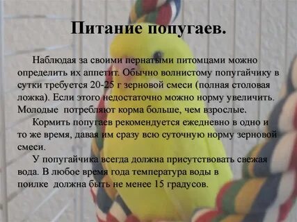 Сколько раз в день кормить попугая волнистого