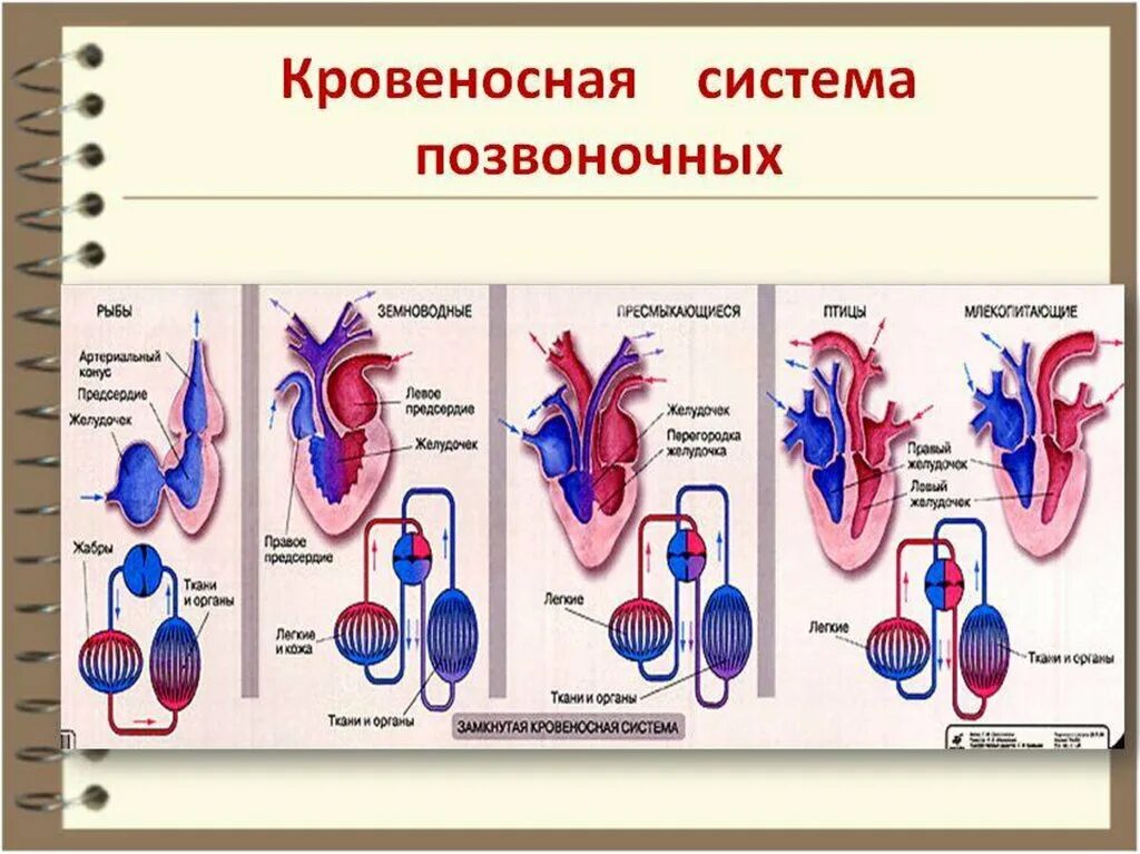 Эволюция органов кровеносной системы позвоночных животных. Схема развития кровеносной системы позвоночных. Эволюция кровеносной и дыхательной системы у животных таблица. Эволюция кровеносной системы позвоночных животных схема.