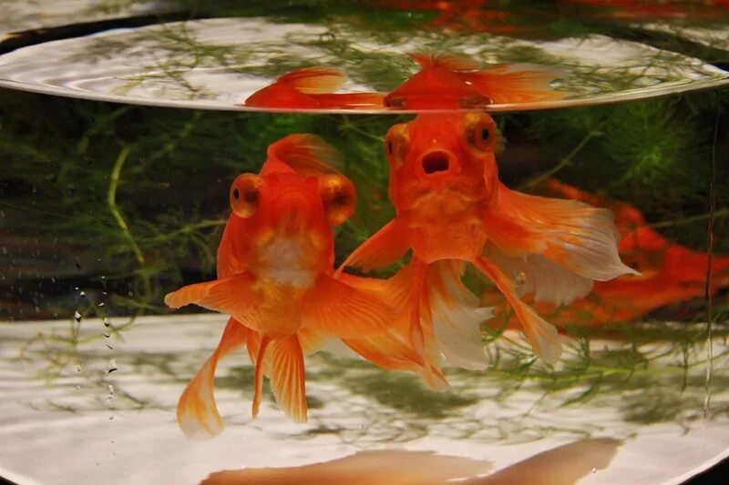 Две золотые рыбки в аквариуме