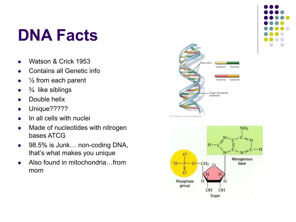 What is a dna. Facts of dna. dna presentation. код днк. днк профиль.