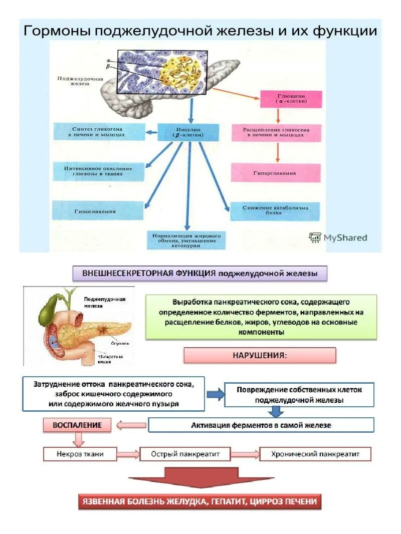 Ферменты поджелудочной железы схема. Функции ферментов поджелудочной железы схема. Строение и функции поджелудочной железы человека таблица. Клетки поджелудочной железы схема.