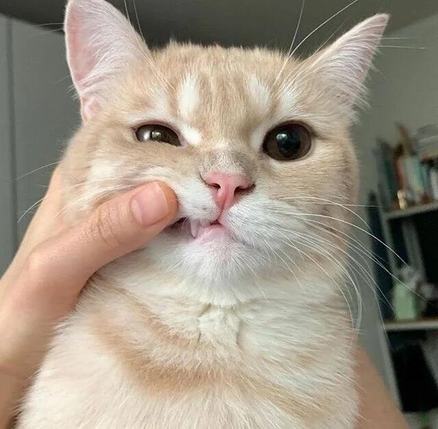Коты мим