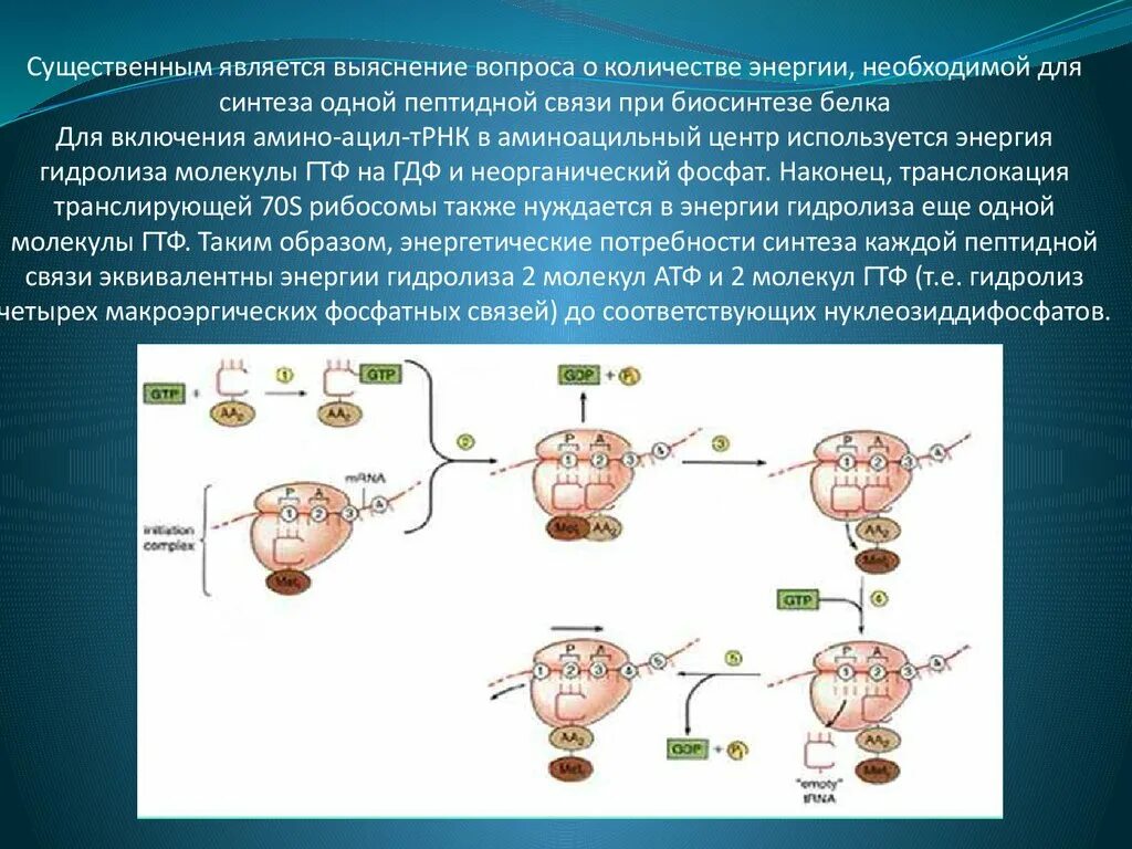 Трансляция атф. Терминация синтеза белка. Синтез белка на рибосомах. Пептидные связи в синтезе белка. Пептидная связь в биосинтезе белка.