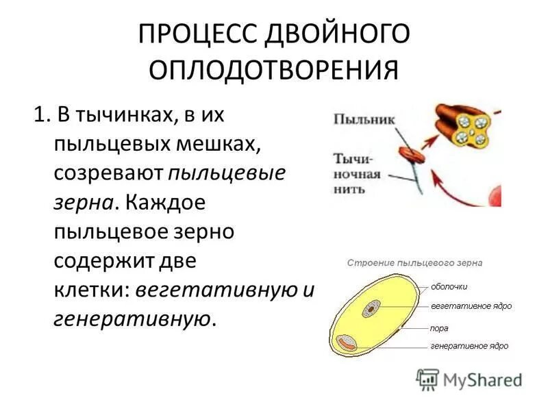 Пыльцевое зерно покрытосеменных растений. Пыльцевое зерно содержит. Вегетативная и генеративная клетки пыльцы. Генеративная клетка пыльцевого зерна содержит