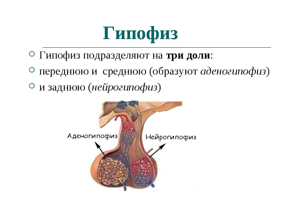 Гипофиз строение , гормоны передней доли гипофиза. Аденэктомия