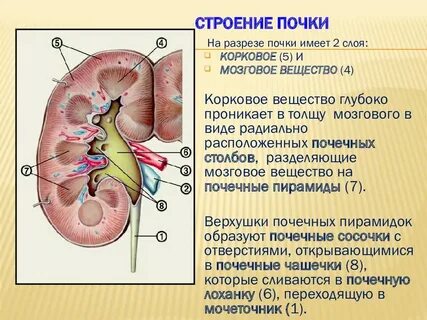 Почки и почечная система