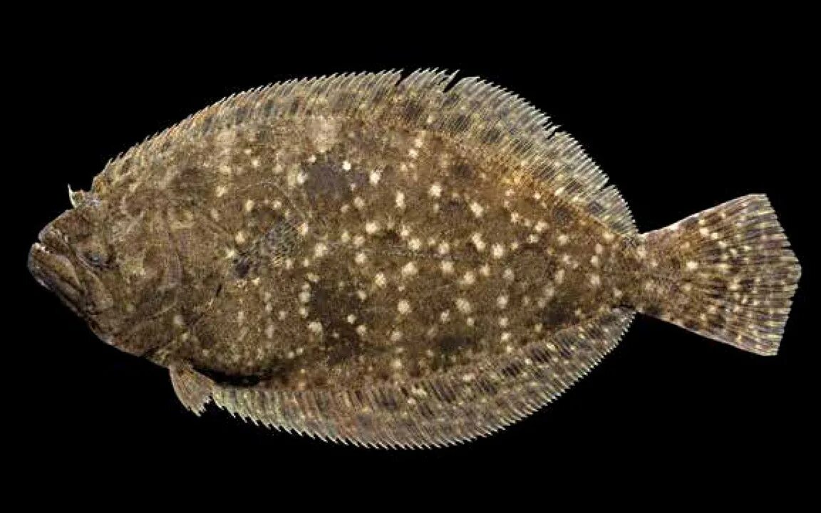 Flounder. Палтус Флаундер. Flounder Швабоа. Flounder фото. Flounder = "камбала" от Готлоба Эспенлауба.