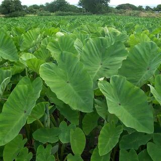 Known plants