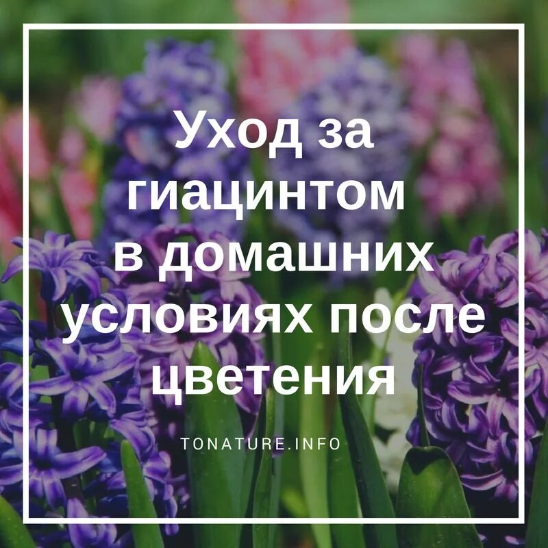 Уход за гиацинтами после цветения в горшке. Гиацинт уход после цветения. Гиацинты уход в домашних условиях после цветения. Уход за гиацинтом в домашних условиях после цветения. Как ухаживать за гиацинтом после цветения.