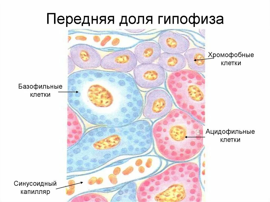 Полигональная форма клеток это как. Базофильная аденома гипофиза гистология. Ацидофильные клетки гипофиза. В передней доле гипофиза базофильные аденоциты являются. Ацидофильные аденоциты гипофиза вырабатывают.