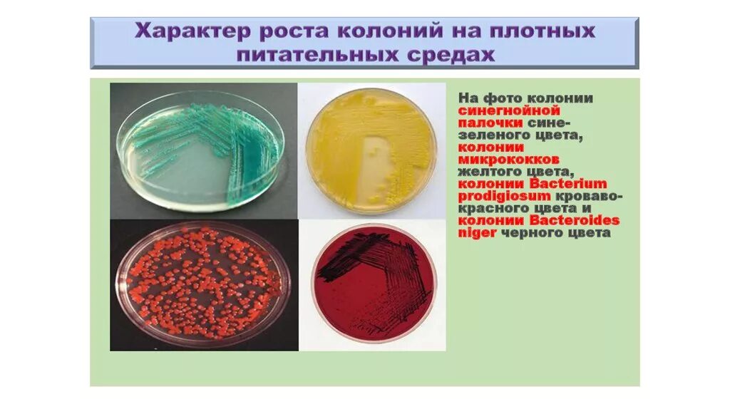 Диффузная среда. Плотные и жидкие питательные среды микробиология. жидкие питательные среды мпб. агар r2a питательная среда. синегнойная палочка чистая культура.