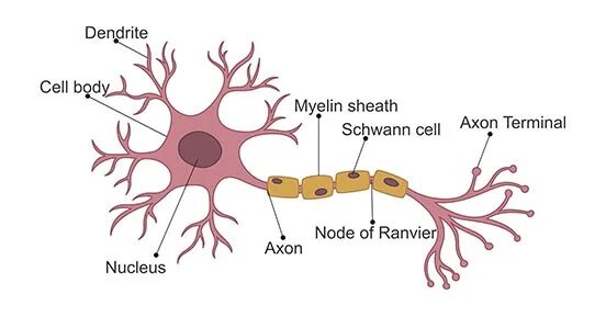 Neuron cell. Клетка нейрона. neuron structure. строение нейрона в нейросети. терминаль аксона.
