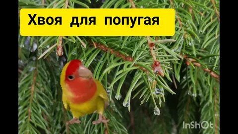 Можно ли попугаю красную смородину