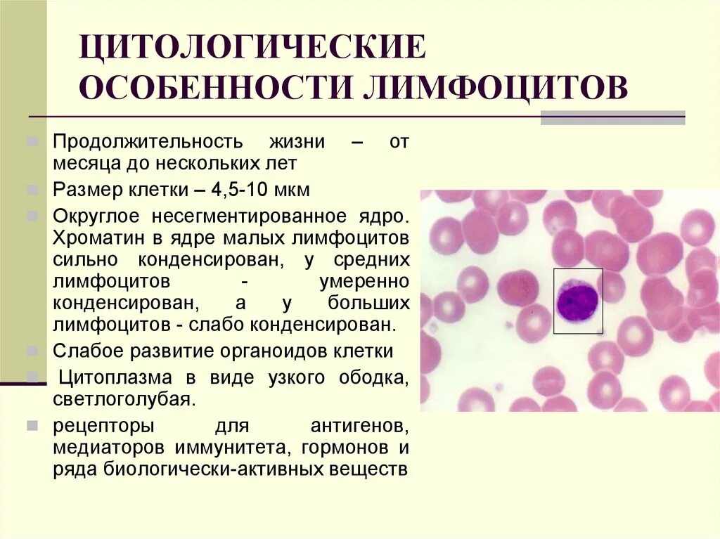 Опишите цитологические особенности лимфоцитов.. Свойства цитоплазмы лимфоцитов. Лимфоциты характеристика. Лимфоциты особенности строения. Лимфоциты структура