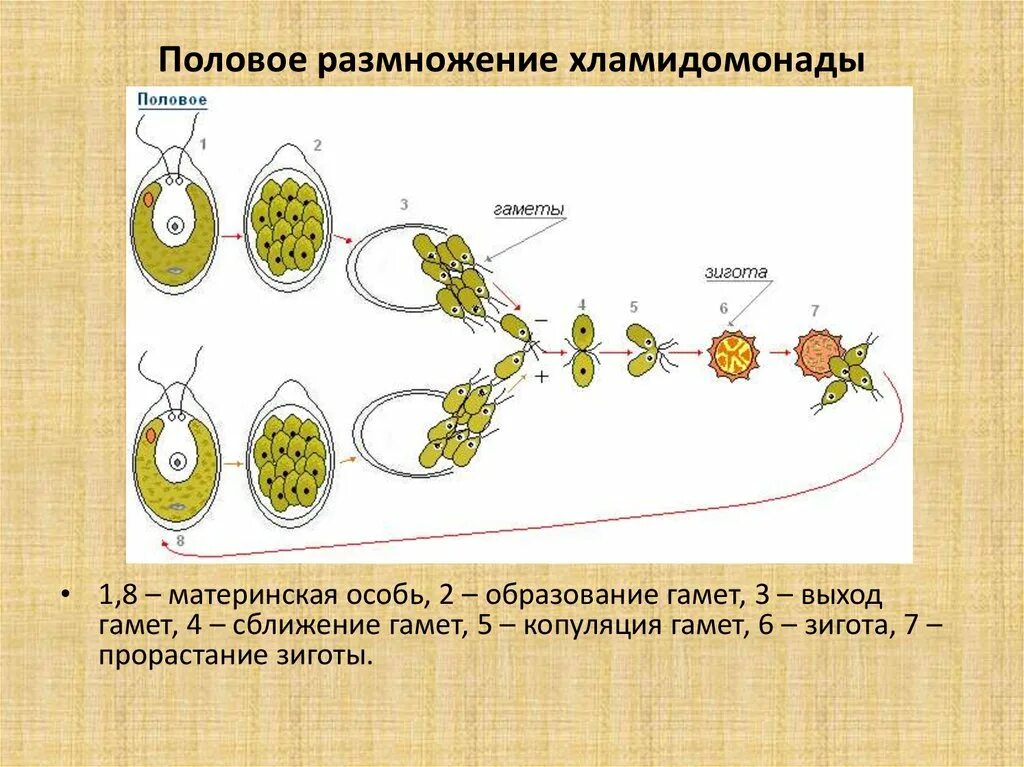 Образование спор партеногенез. Хологамия изогамия гетерогамия оогамия. Типы полового процесса изогамия. Изогамия анизогамия оогамия. Половое размножение изогамия.