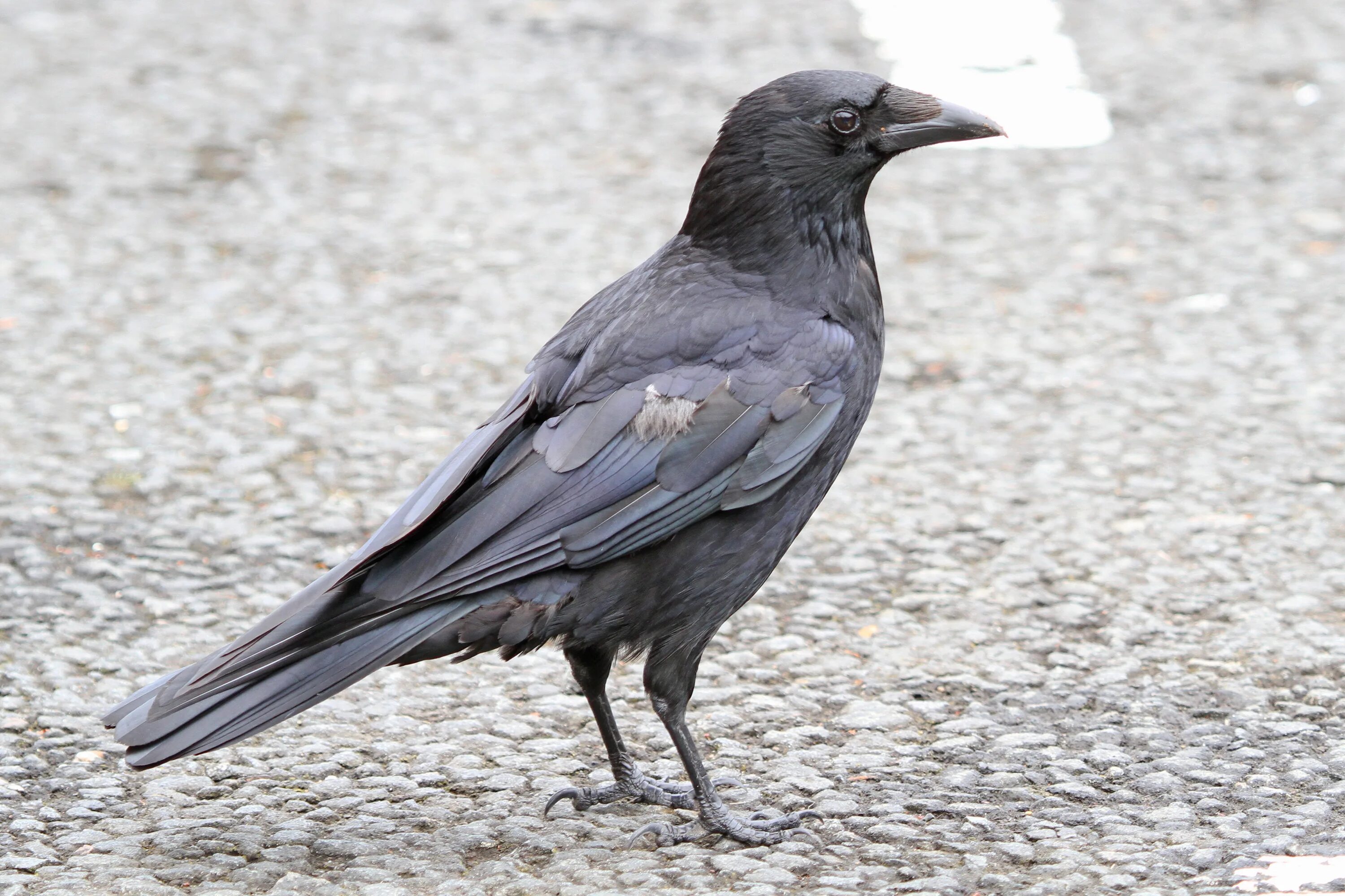 Семейство вороновых 5 букв. Carrion Crow. Породы Воронов. Тасманийский ворон. Ворона фото.