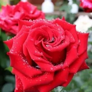 Prestige rose