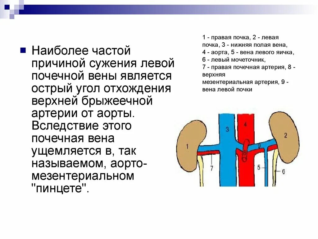 Тянущая боль у мужчины правого яичка. Аорто мезентериальный пинцет левой почечной вены. Аортамезонтариальный пинцет. Аортомезентеральный пинцет. Аорта мезентералний пинцет.