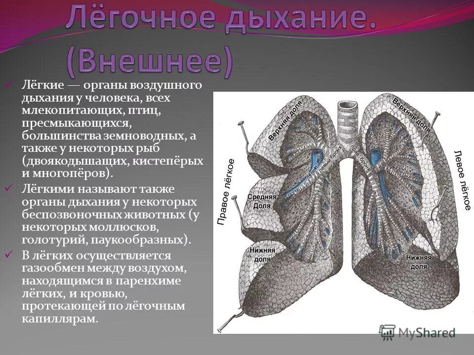 Дыхательная площадь легких. Лёгкие строение. Анатомия легких человека. Схема легких человека. Строение органов дыхания.