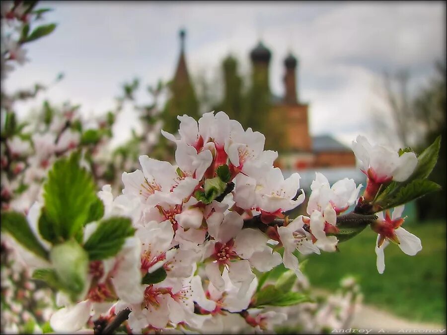 1 мая трава. Весенние майские цветы. Цветущий май Победы. Майский цвет.