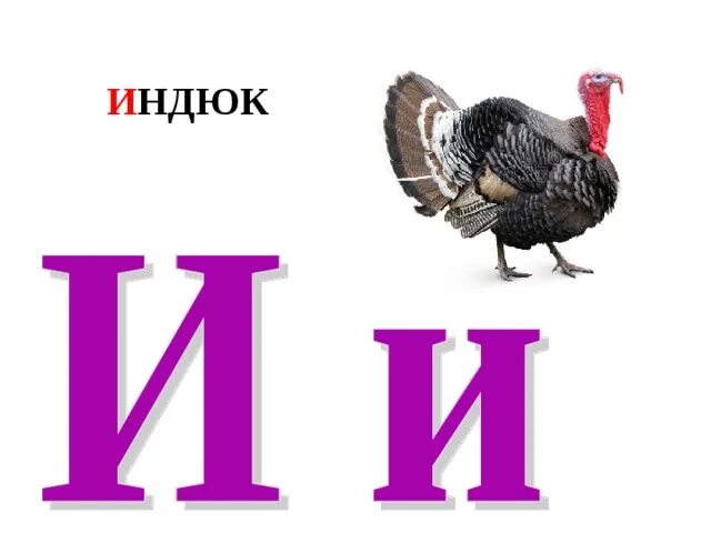 Индюк азбука. Буква и индюк. Индюк игуана иволга. Буква и индюк раскраска. Карточки с буквами черно белые.